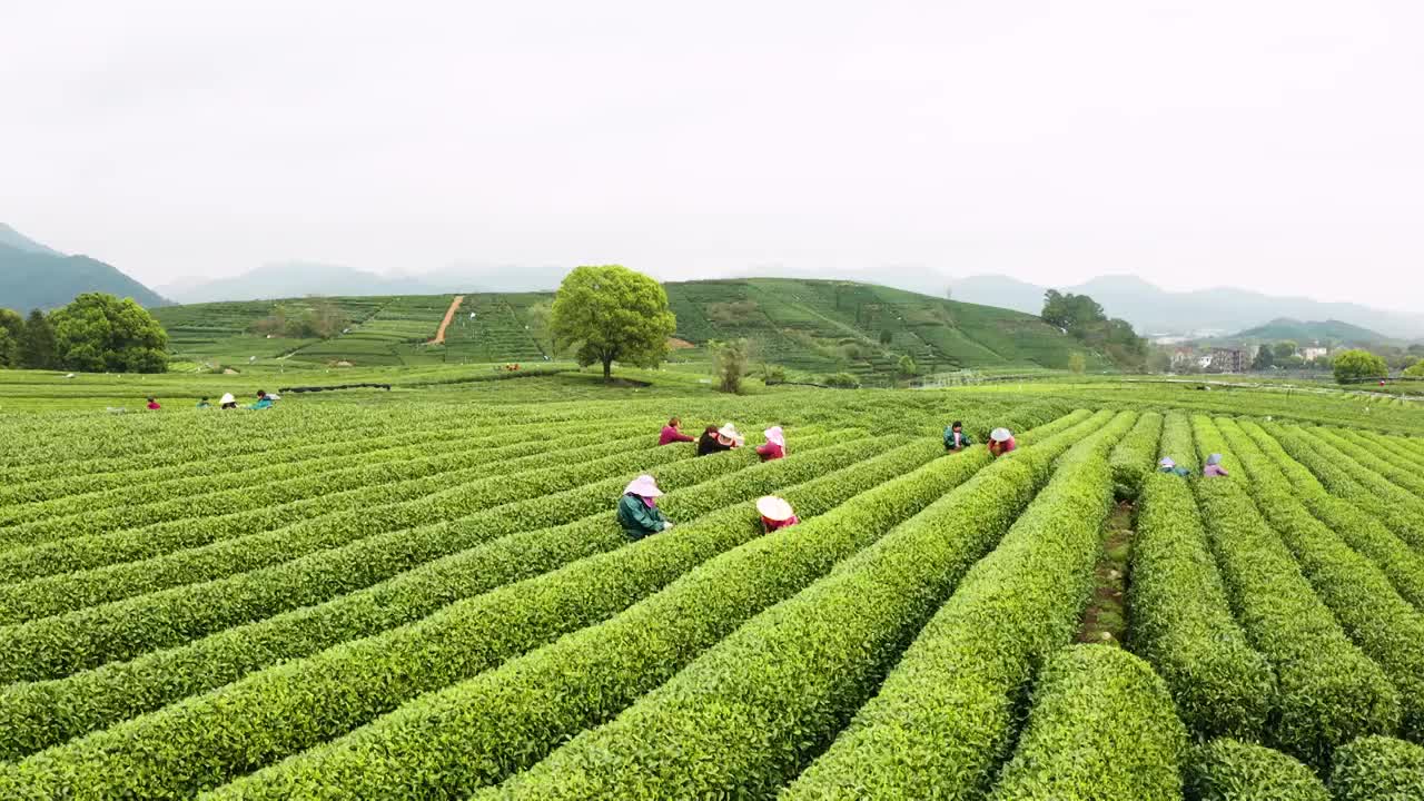 江南春天茶园采茶高低空航拍航拍视频素材