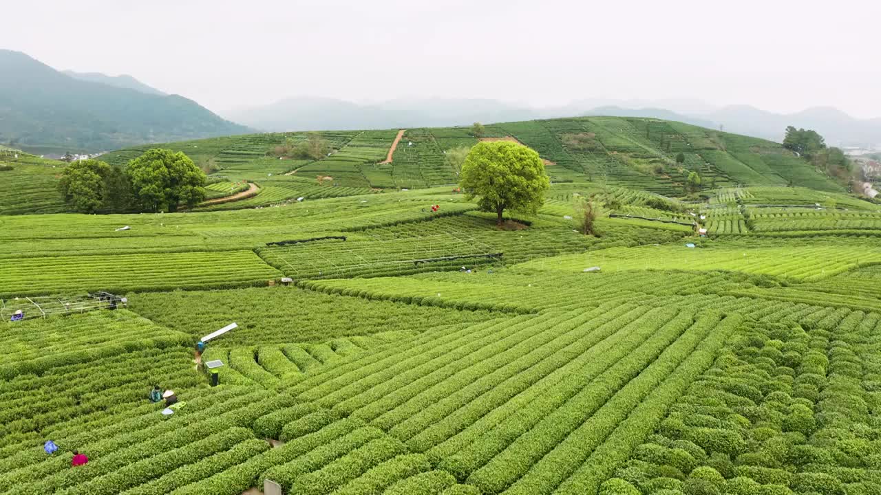 江南春天茶园采茶高低空航拍航拍视频素材