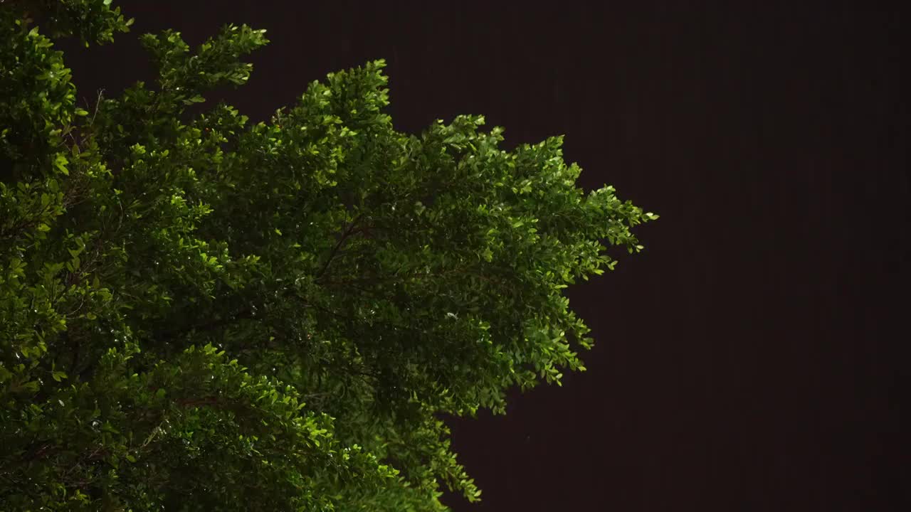 夜晚下的狂风暴雨谷雨视频素材