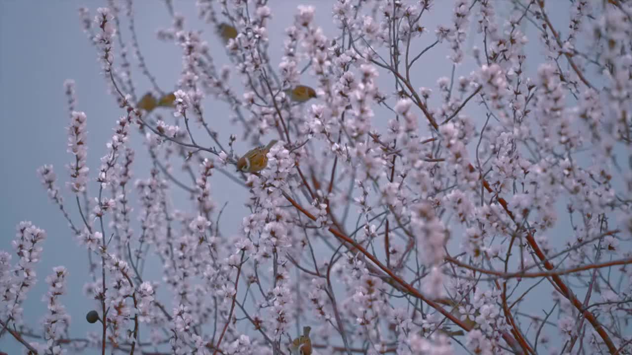 北京颐和园春天西堤桃花盛开视频素材