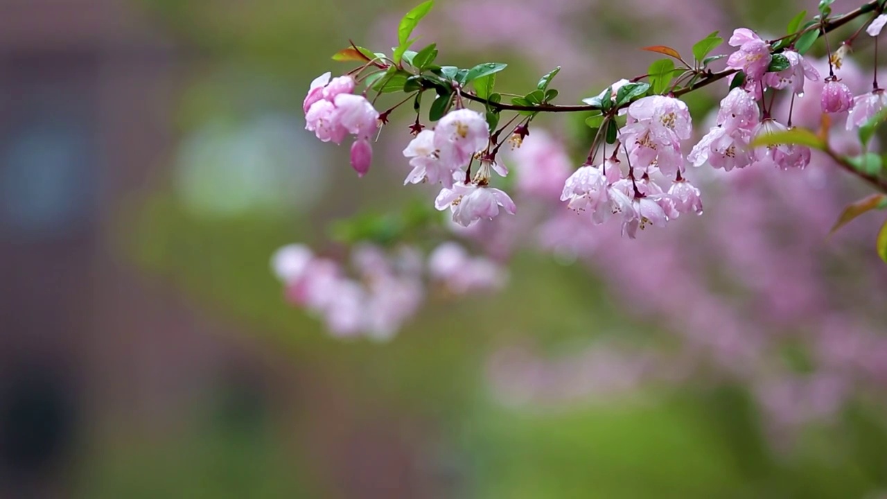 海棠花视频素材