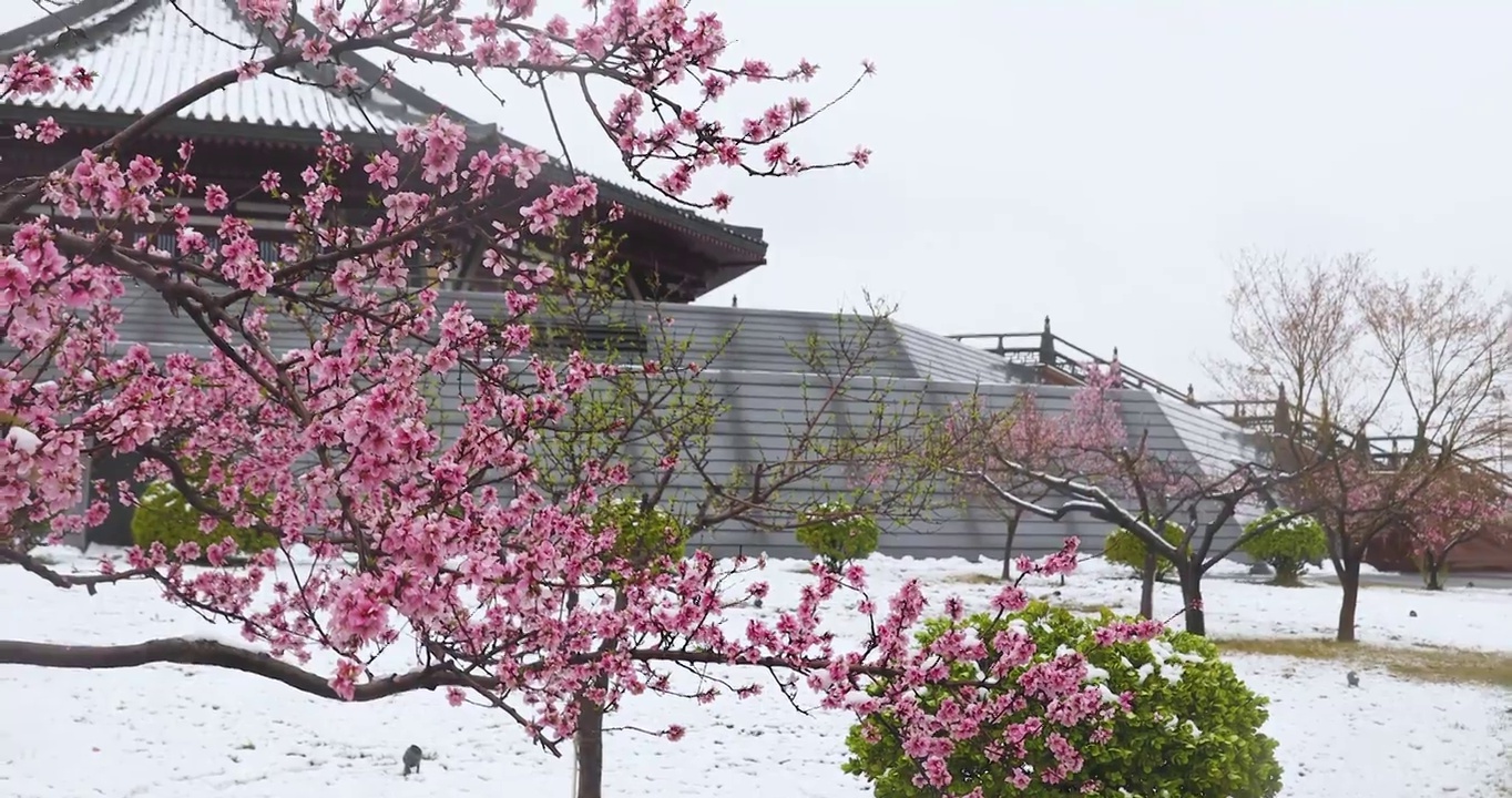 河南省隋唐洛阳城国家遗产公园天堂明堂景区三月桃花雪视频素材