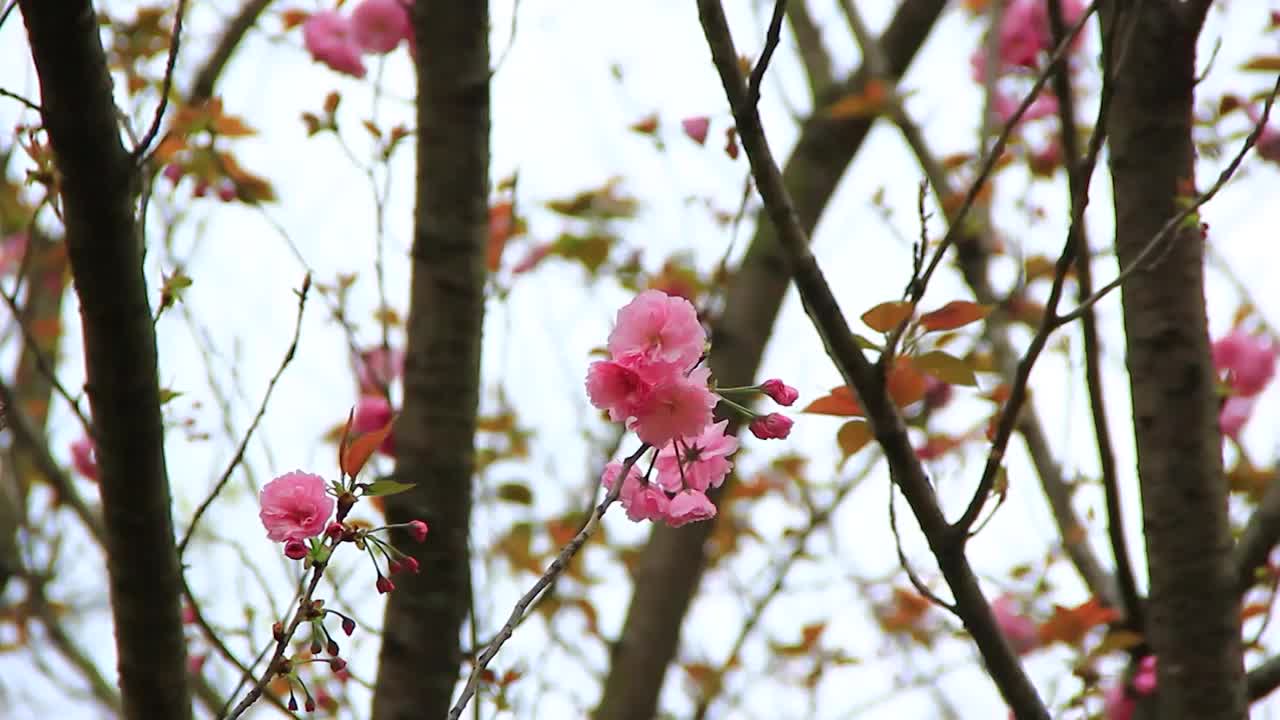 四川成都，春分时节，正在盛开的樱花视频素材