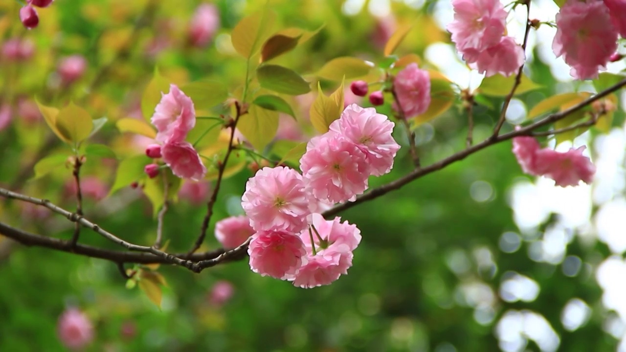 四川成都，春分时节，正在盛开的樱花视频素材