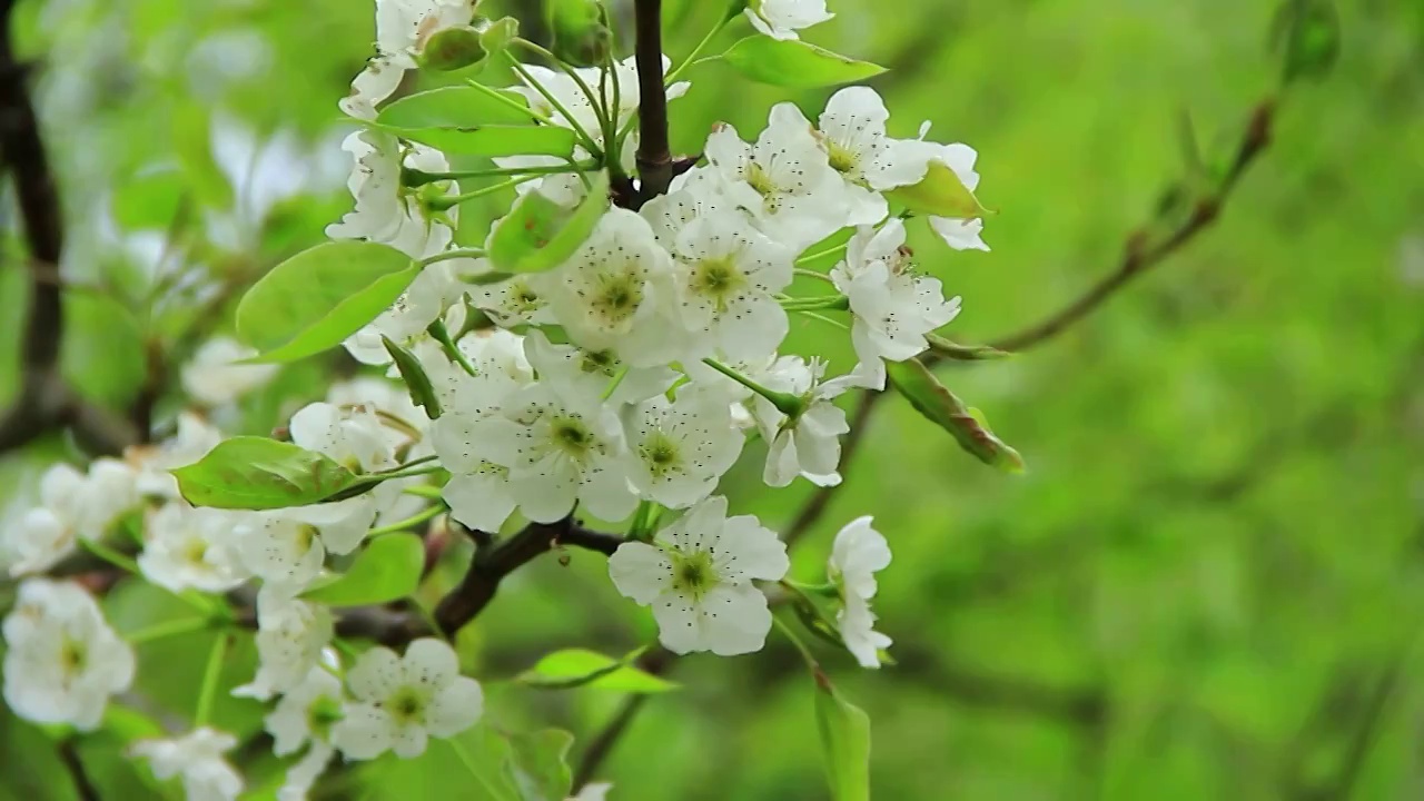 四川成都，洁白的梨花视频素材