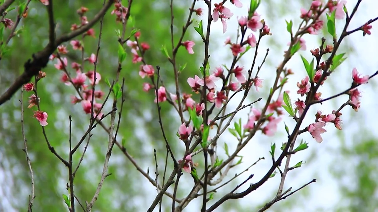 四川成都，春分时节盛开的桃花视频素材