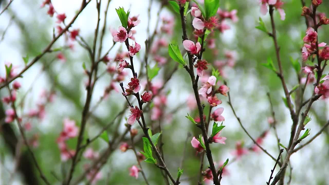 四川成都，春分时节盛开的桃花视频素材