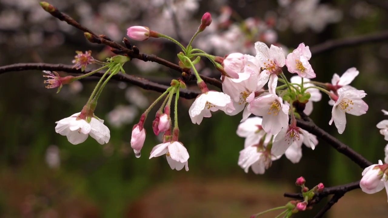 樱花视频素材