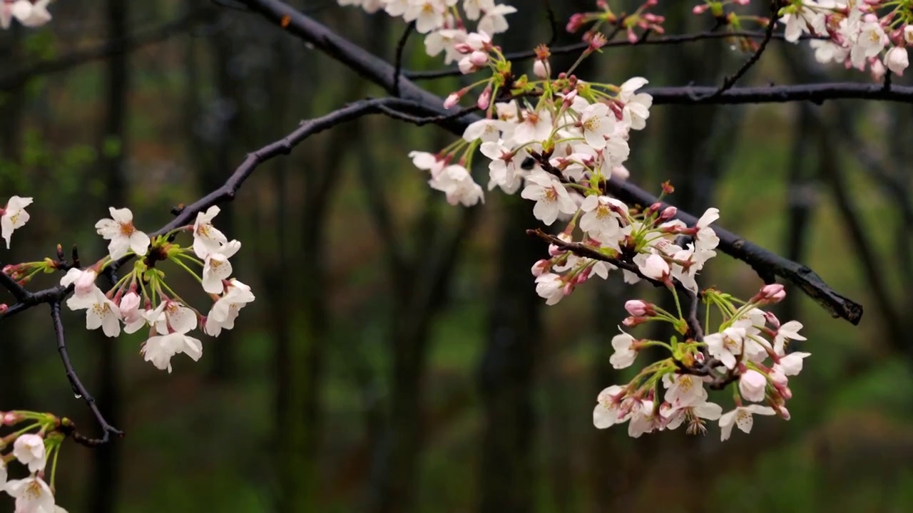 樱花视频素材