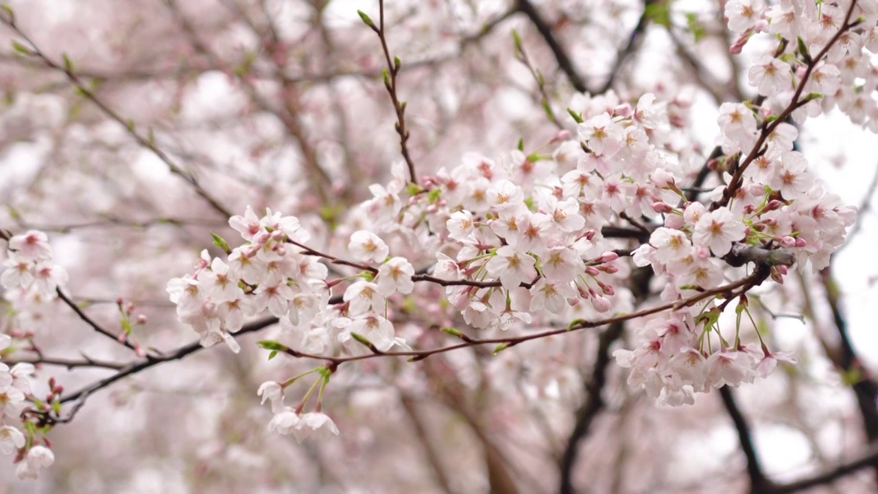 樱花视频素材