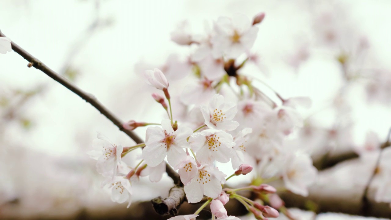 樱花视频素材