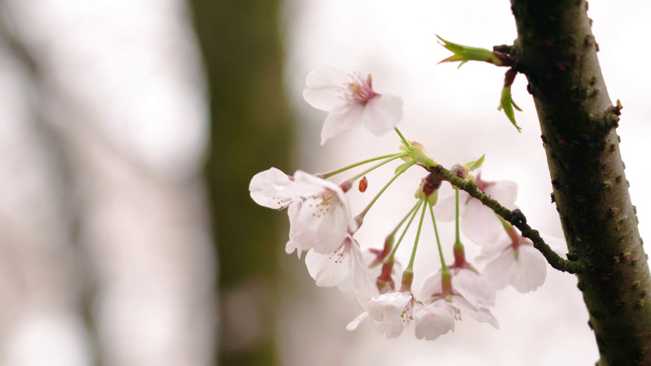 樱花视频素材