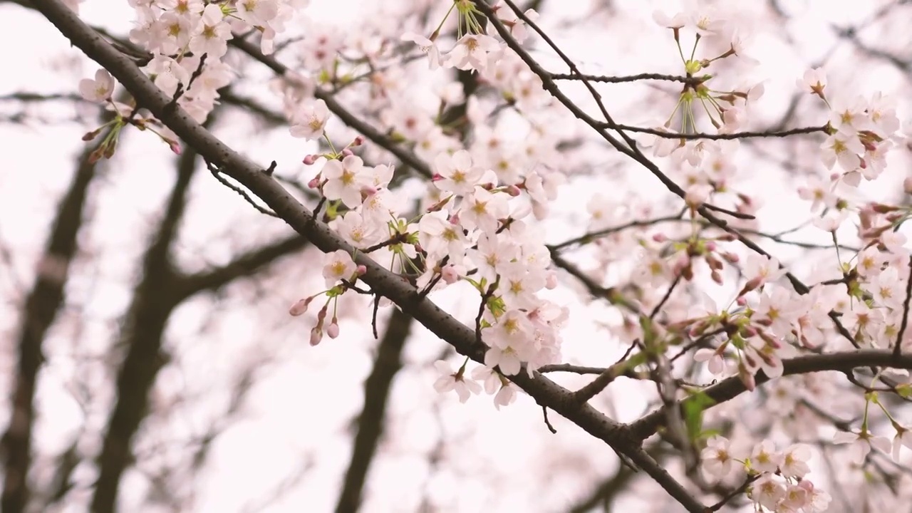 樱花视频素材