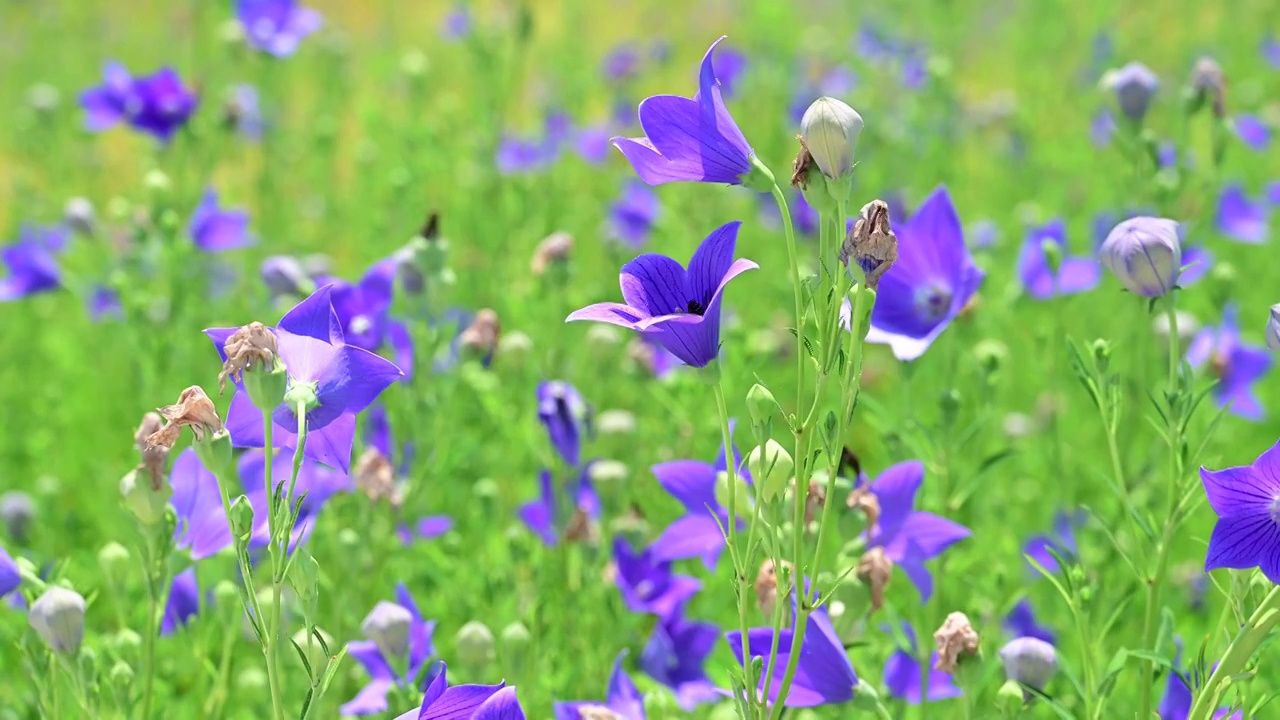 中草药桔梗花视频素材