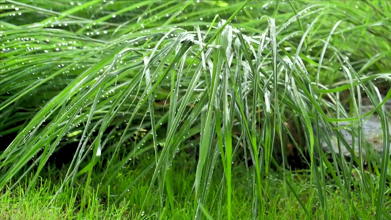 雨后叶片上落满水滴视频素材