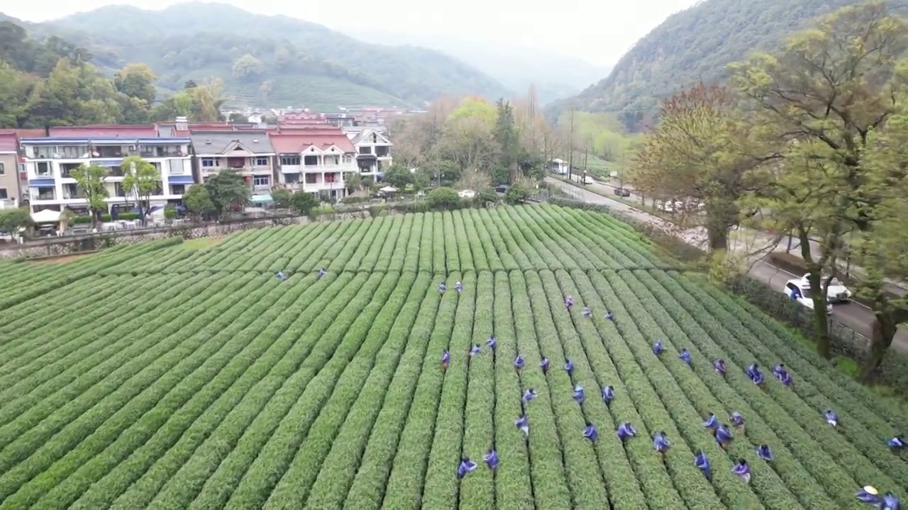 龙井采茶视频素材