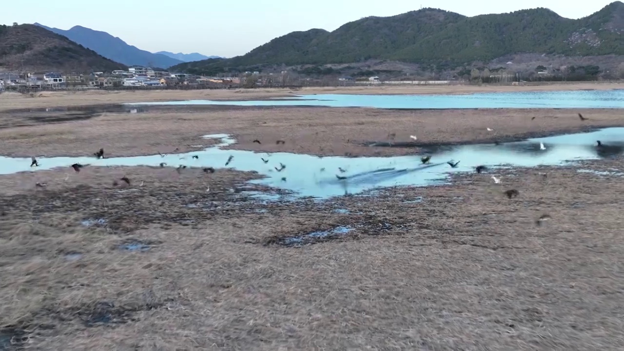 北京怀柔水库春天黑鹳苍鹭飞翔航拍慢镜头视频素材