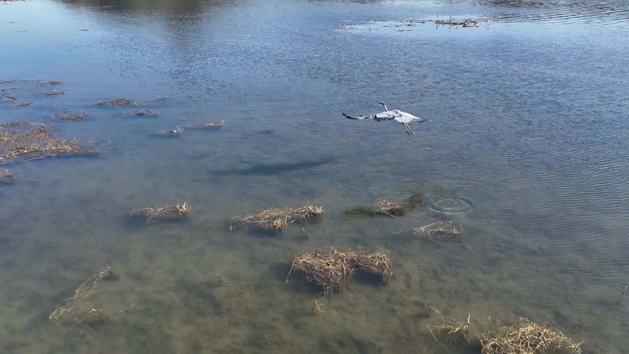 北京怀柔水库春天苍鹭飞翔航拍慢镜头视频素材