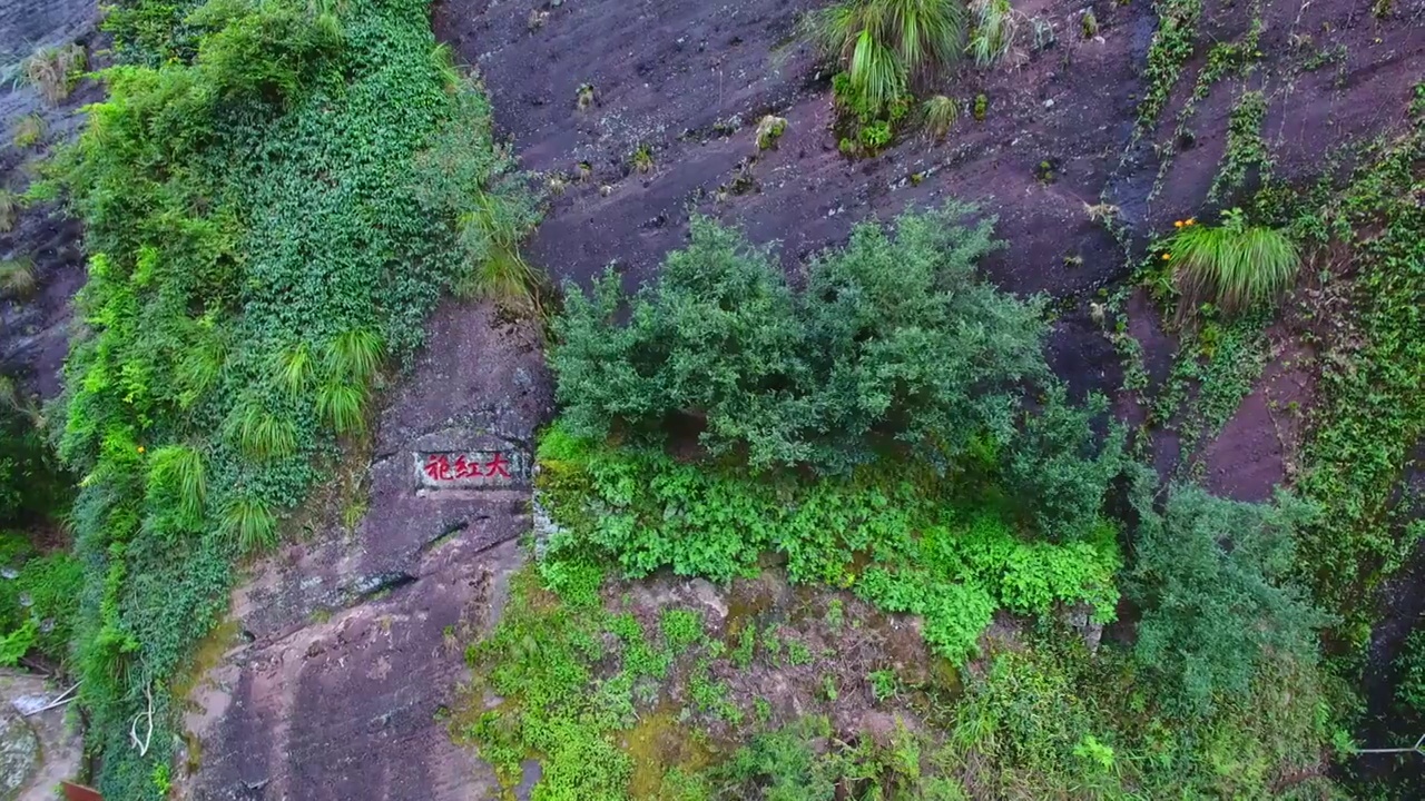 航拍武夷山大红袍母树茶园茶山茶园小路视频下载