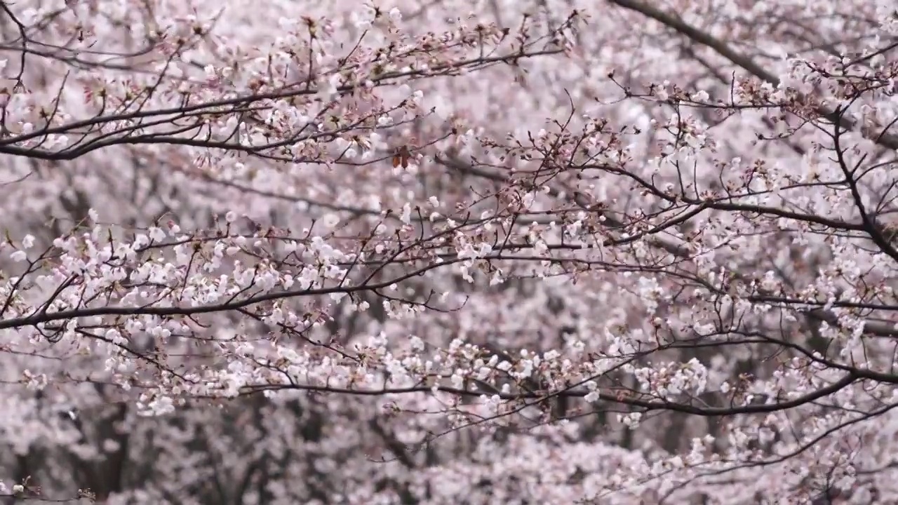 贵州平坝樱花视频素材