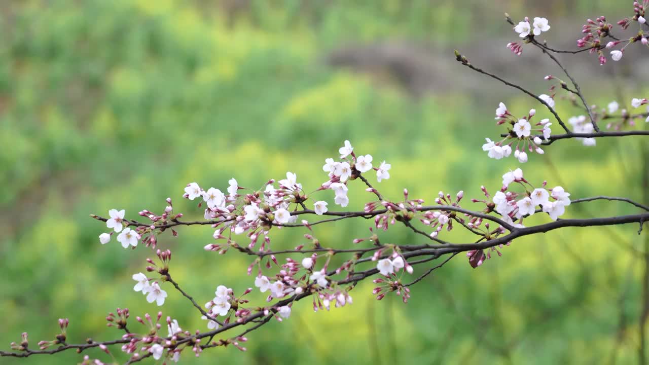 贵州平坝樱花视频下载