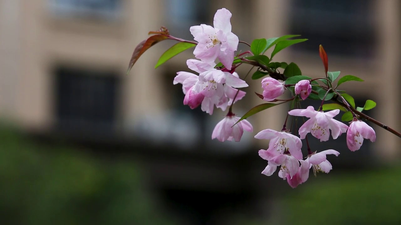 海棠花视频素材