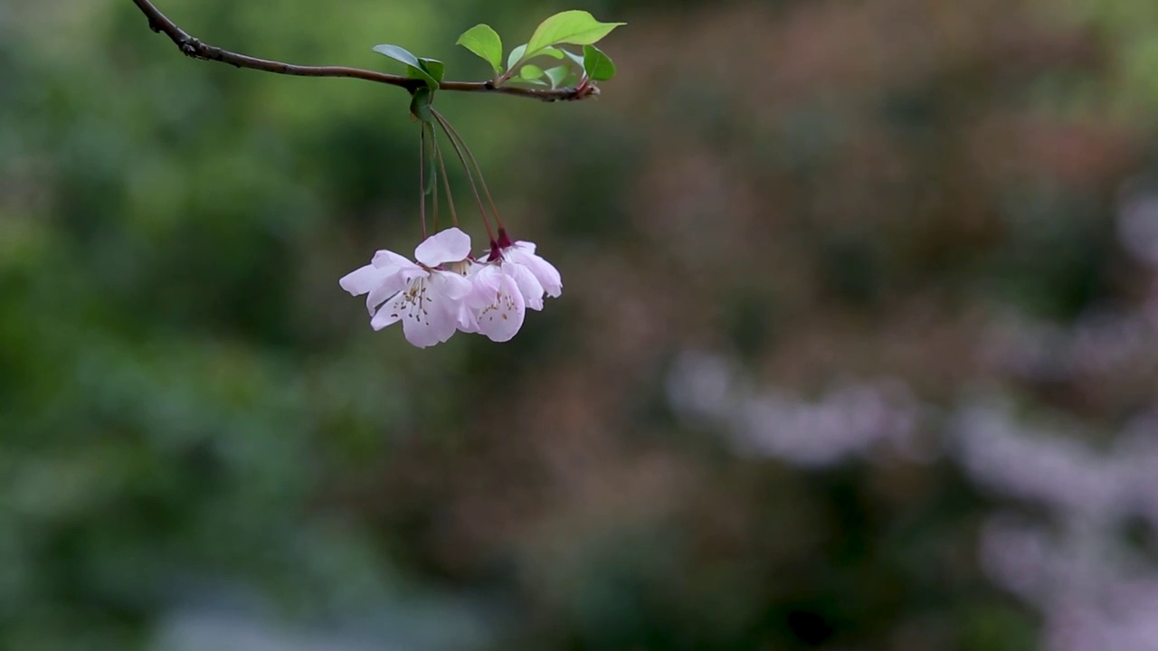 海棠花视频素材