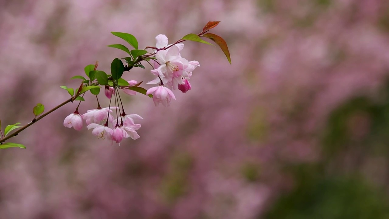 海棠花视频素材