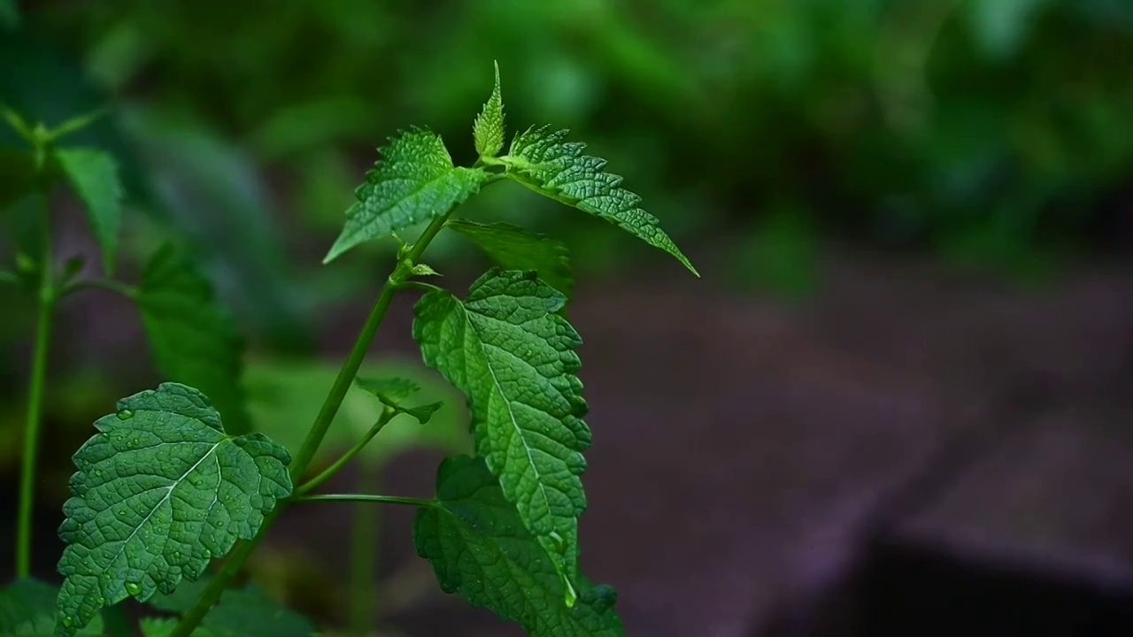 小雨雨滴落在绿色的树叶上视频素材