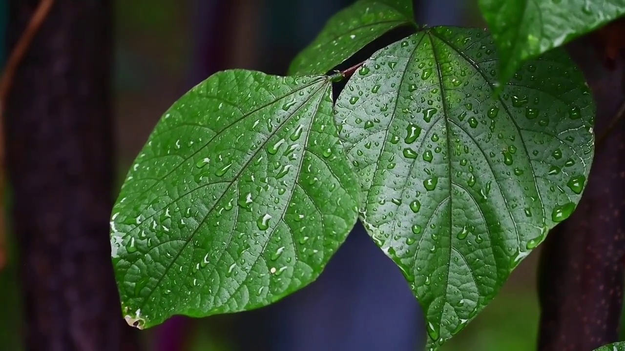 小雨雨滴落在绿色的树叶上视频素材