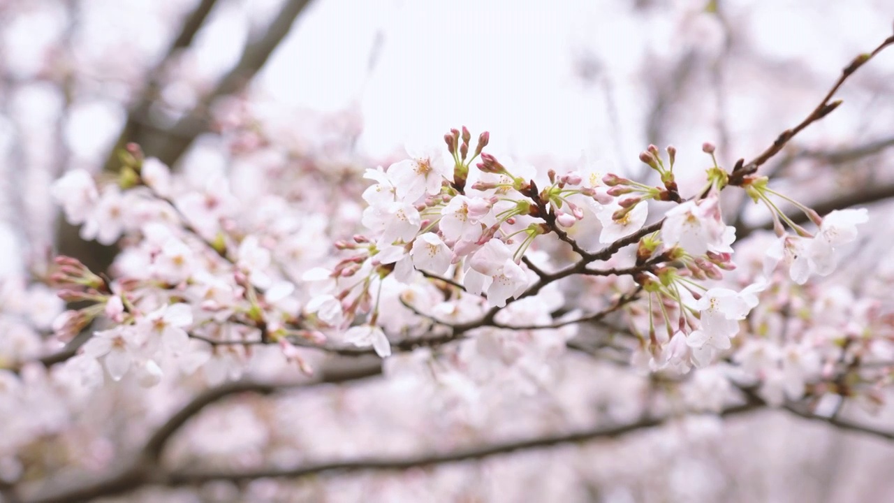 樱花视频素材