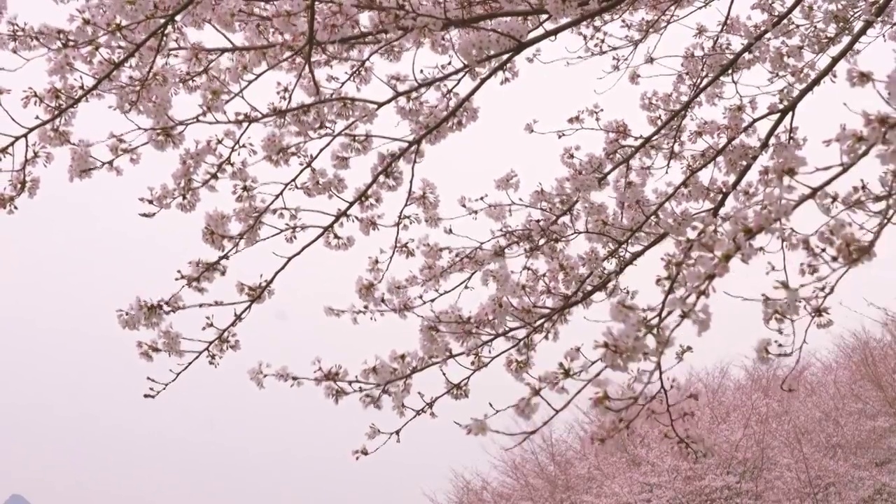 樱花视频素材