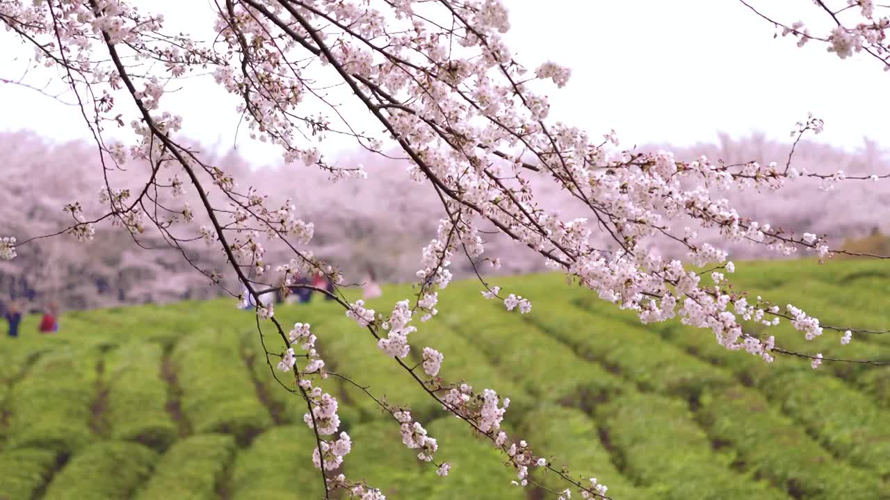 樱花视频下载