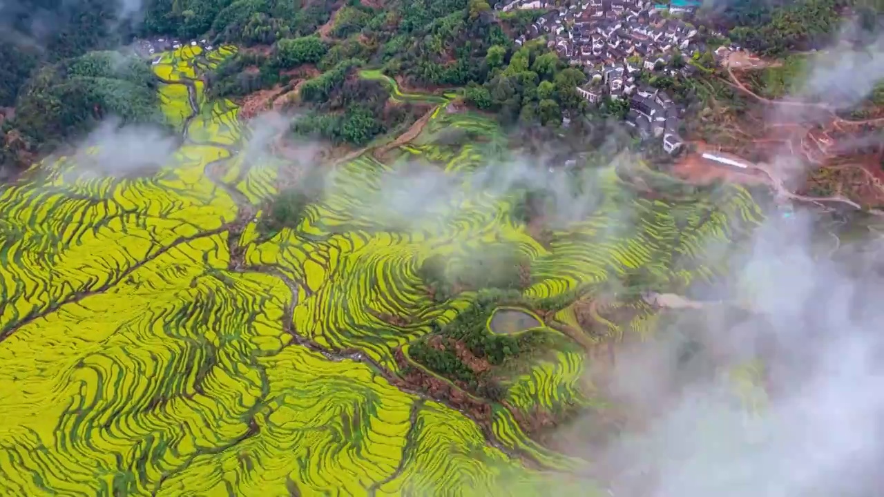 江西婺源篁岭景区花海梯田云海风光航拍延时摄影视频素材