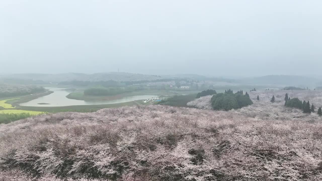 春天早晨雾中的贵州平坝樱花树林视频素材