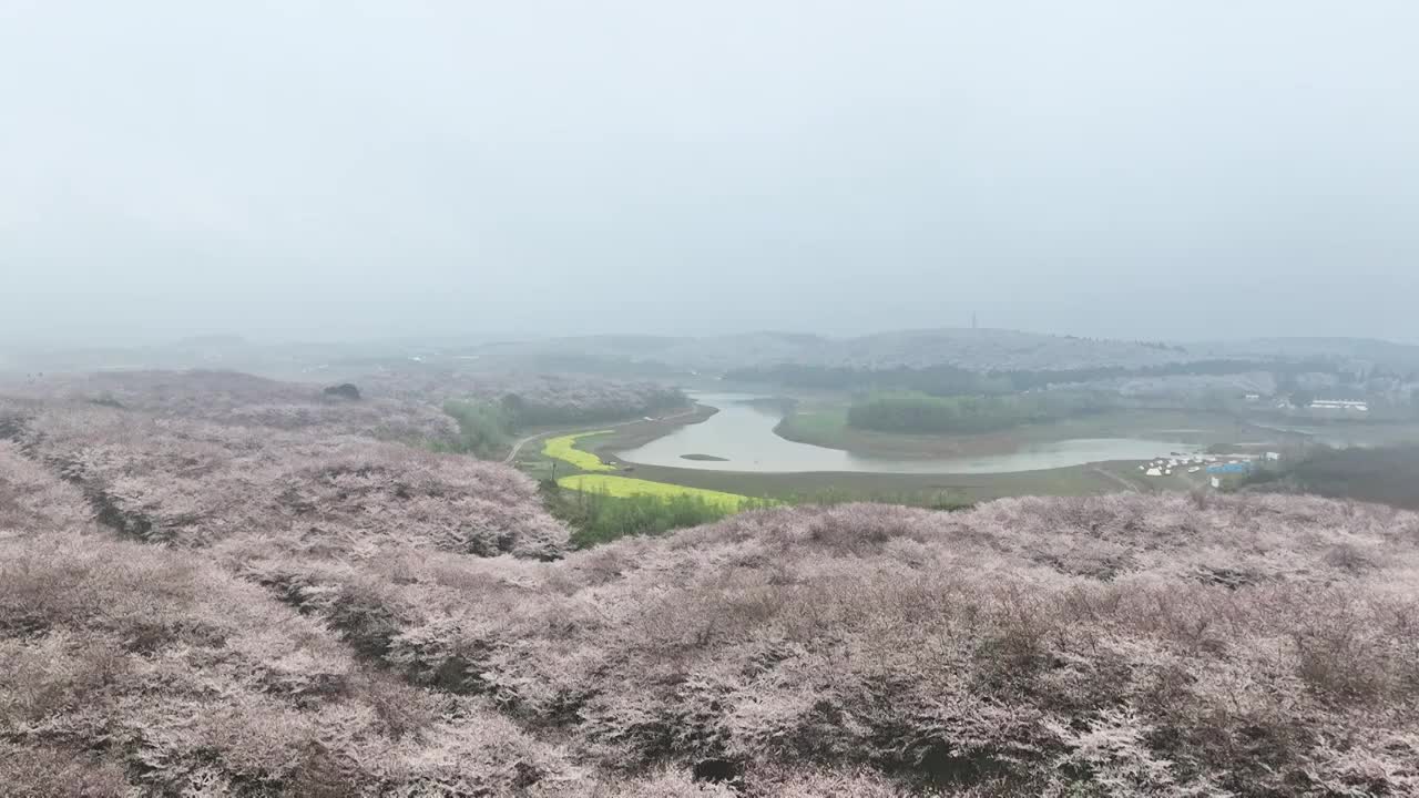 春天早晨雾中的贵州平坝樱花树林视频素材