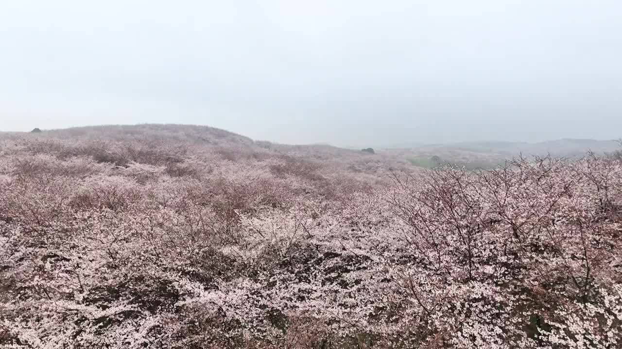 春天早晨雾中的贵州平坝樱花树林视频素材