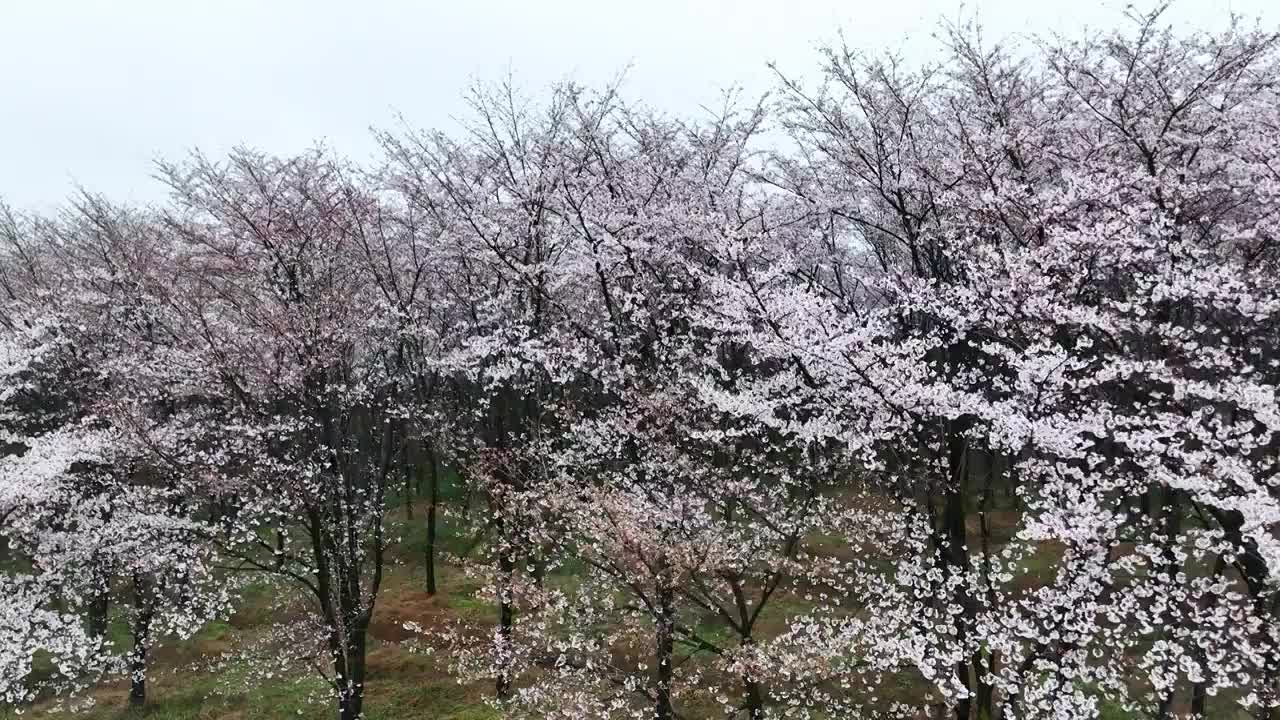 春天早晨贵州平坝盛开的樱花树林视频素材