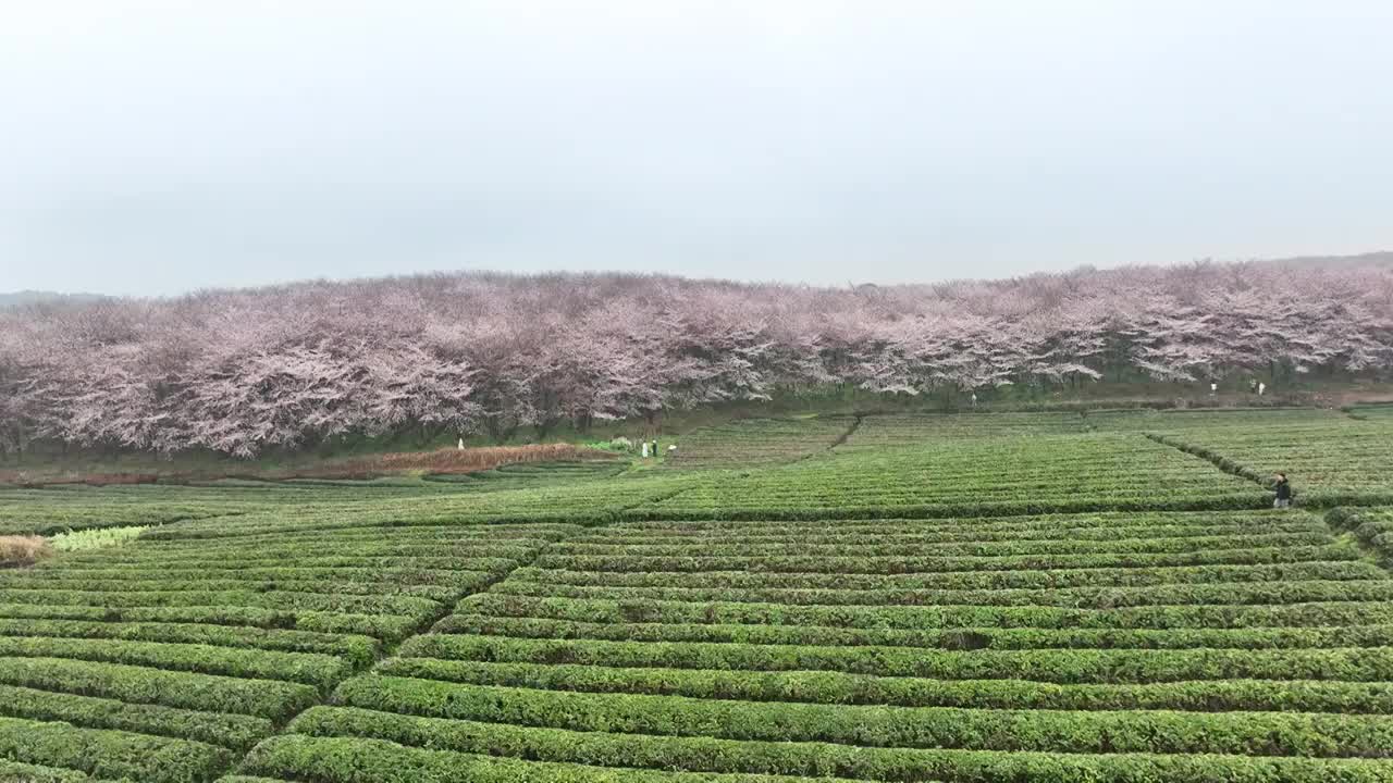 春天的早晨雾中的贵州平坝樱花林和绿色的茶园视频素材