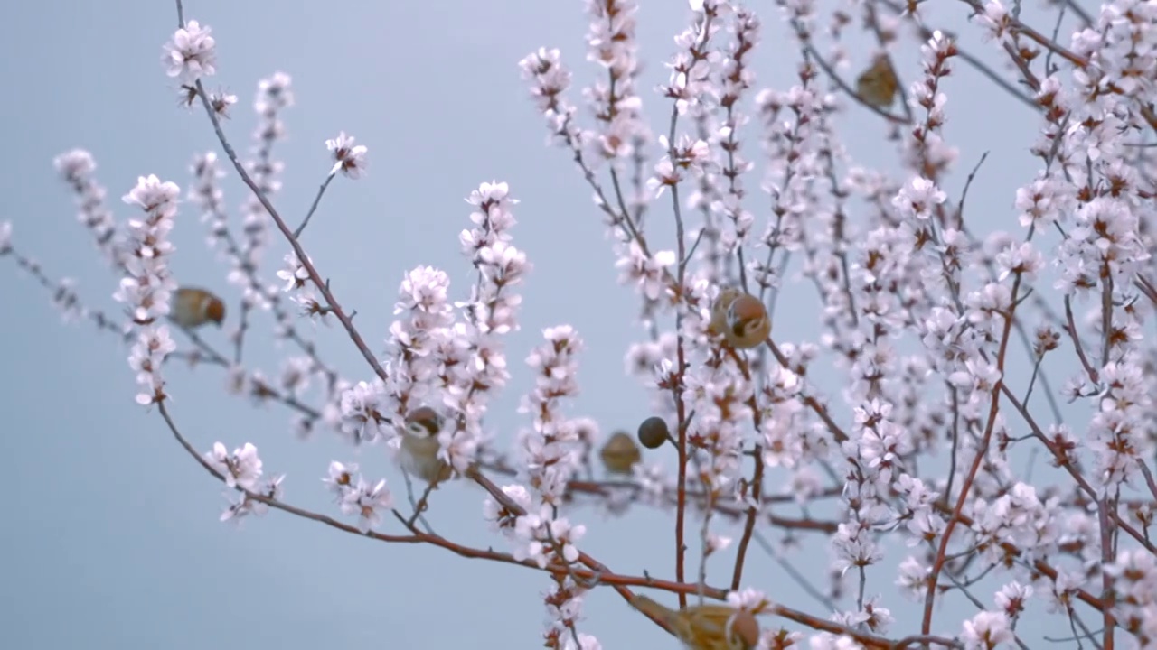 北京颐和园春天西堤桃花盛开视频素材