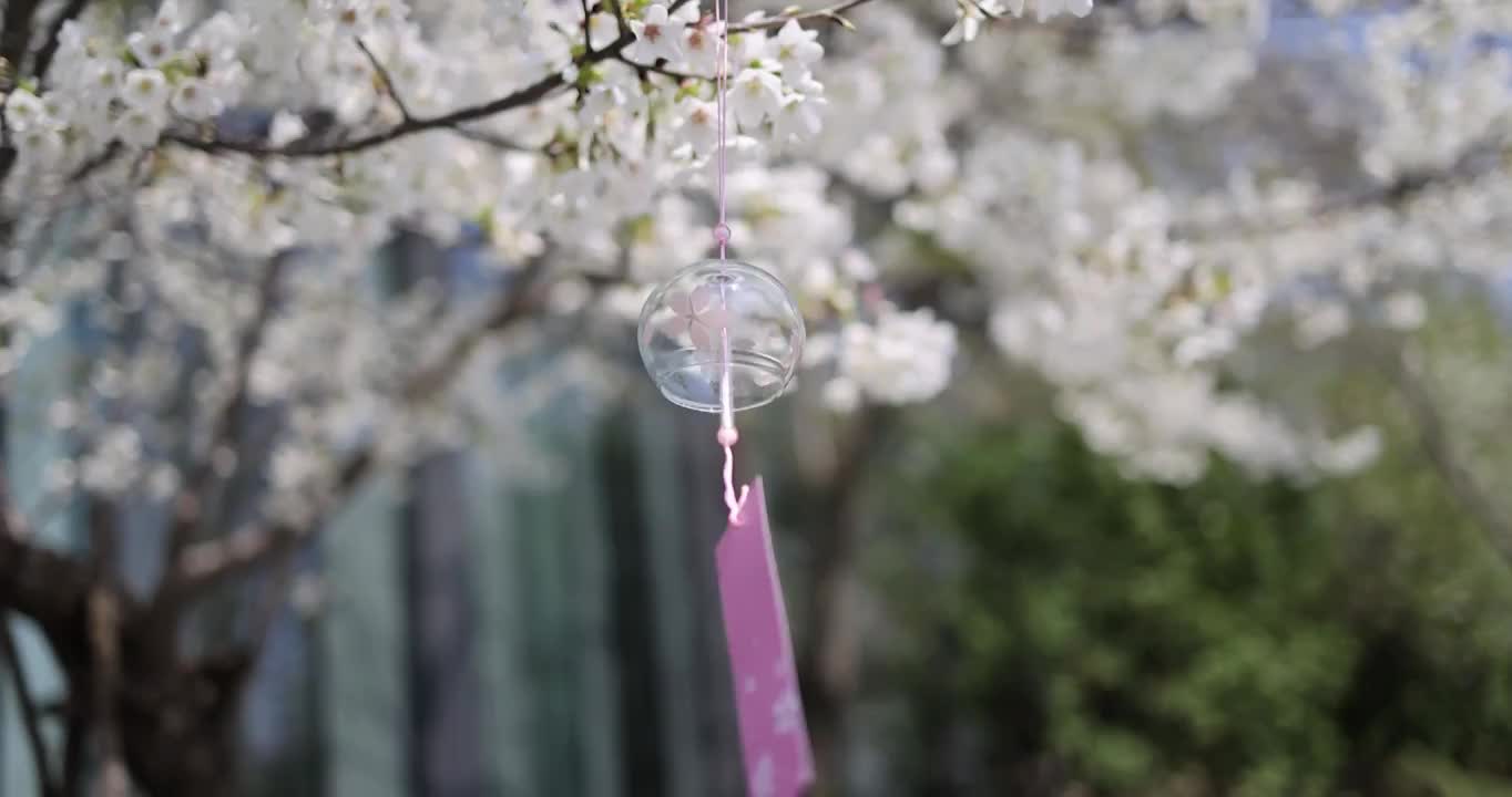 春天悬挂着风铃的梨花树视频素材