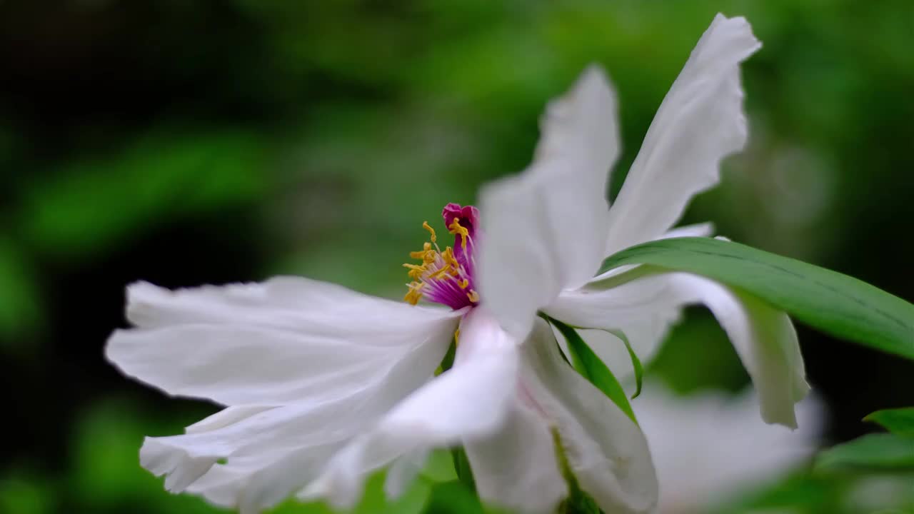 四川省绵阳市户外种植牡丹盛开，清新，高雅，视频素材