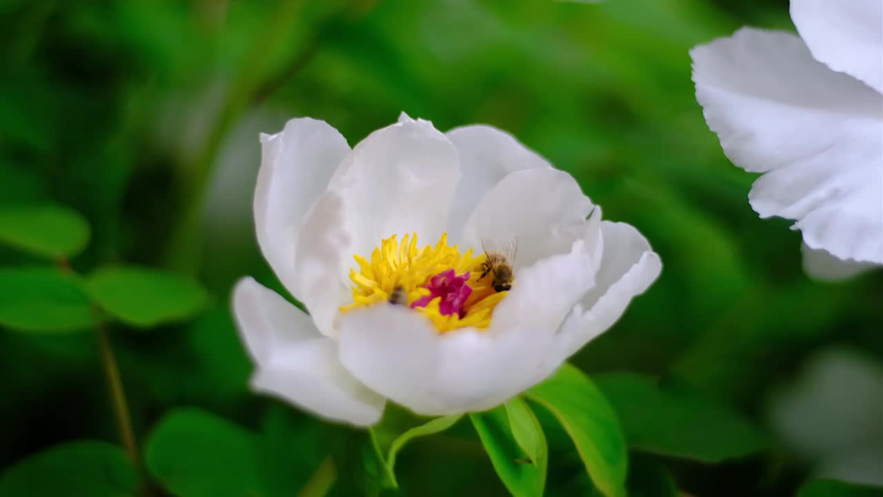 四川省绵阳市户外种植牡丹盛开，清新，高雅，视频素材