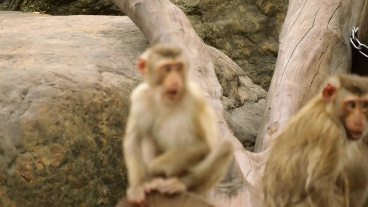 猴子家族聚会小猴子在大猴子前面玩耍这是灵长目猿猴西游记孙悟空原型是群居动物智商高等手脚灵活善于攀爬视频素材