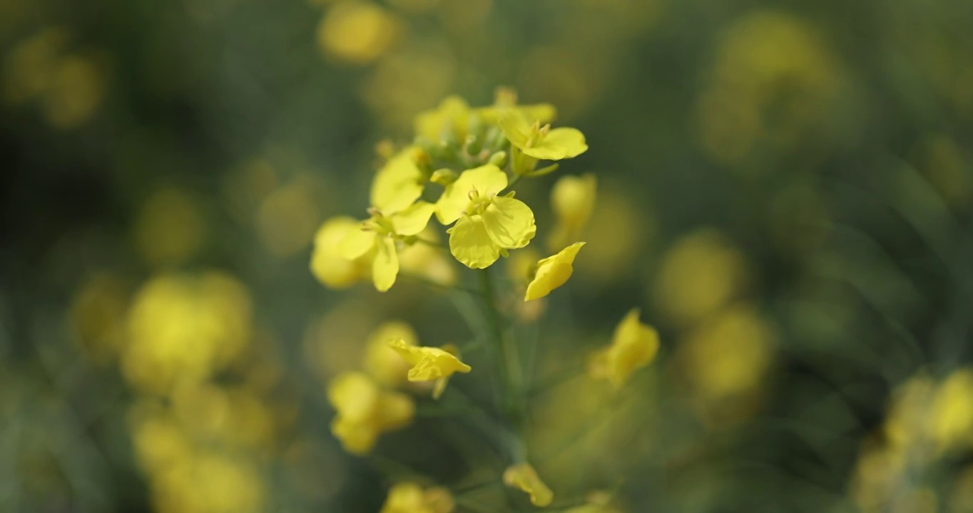 春季油菜花盛开视频素材