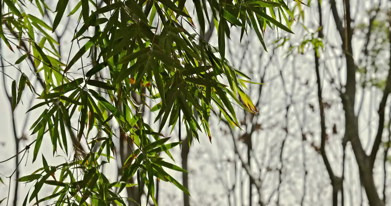 武汉春天南岸嘴公园的竹子在风中摇曳视频素材