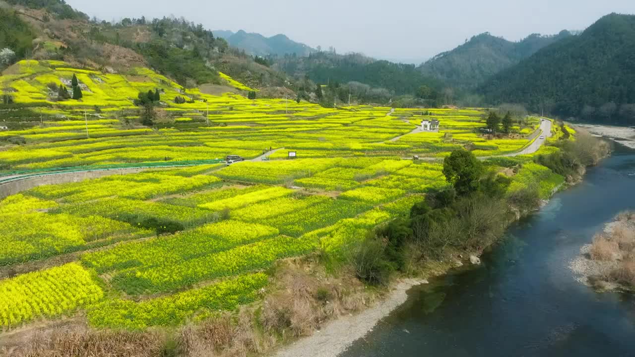 皖南徽州歙县昌溪村油菜花航拍视频素材