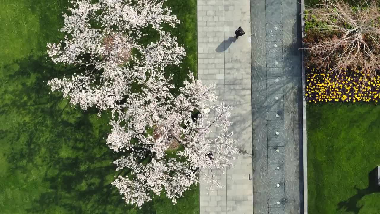 上海静安雕塑公园樱花航拍视频素材