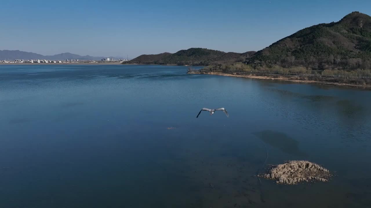 北京怀柔水库春天苍鹭飞翔航拍慢镜头视频素材