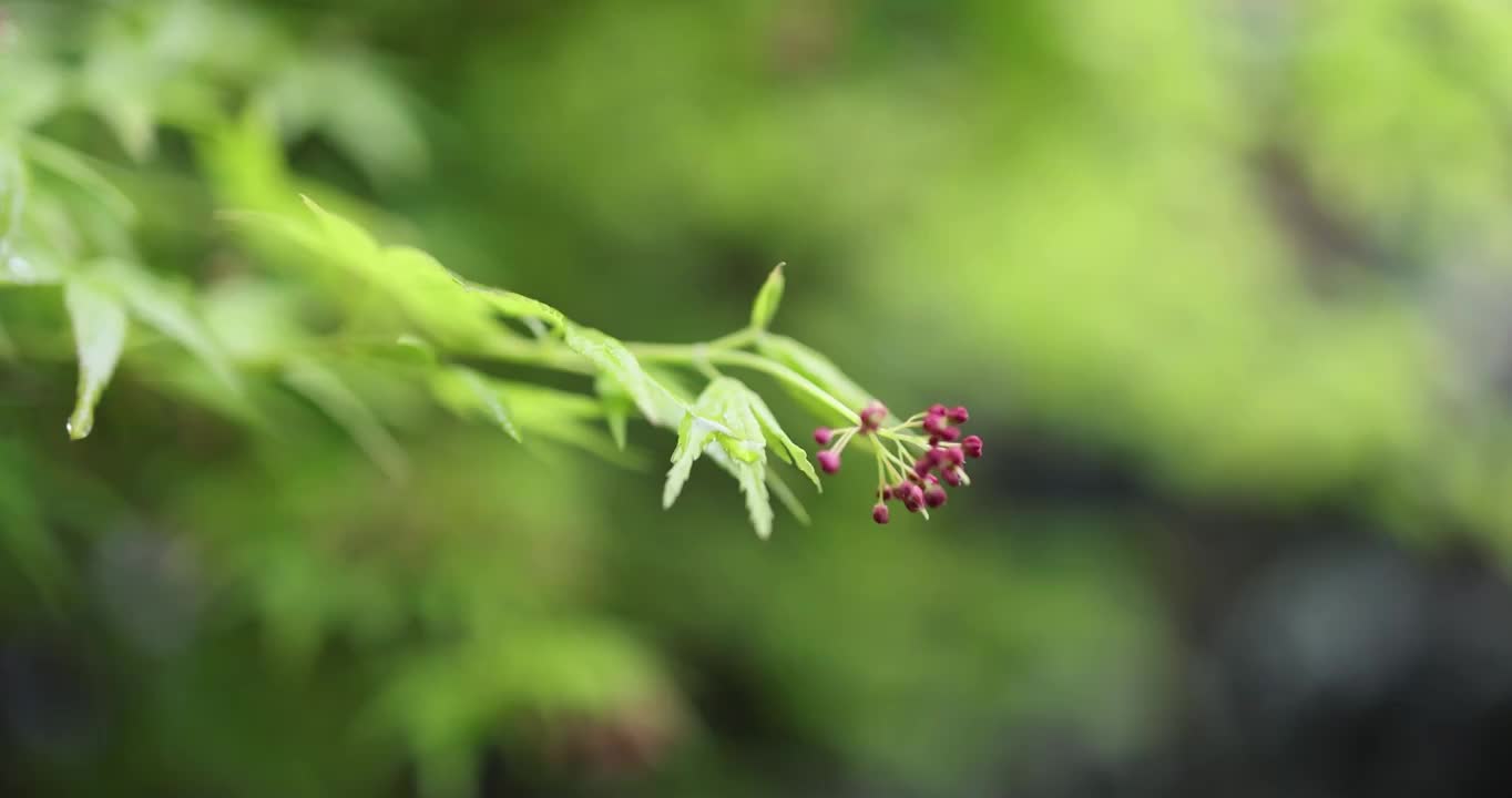 枫叶嫩芽 春天 雨水视频素材